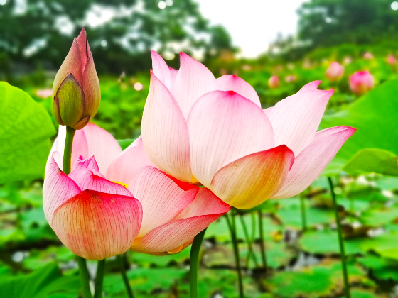 Lotus in full bloom in Haikou’s Jiangdong New Area